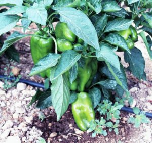 Casa Rural con huerto y granja para niños. Mas de la Segarra