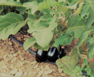 Casa Rural con huerto y granja para niños. Mas de la Segarra
